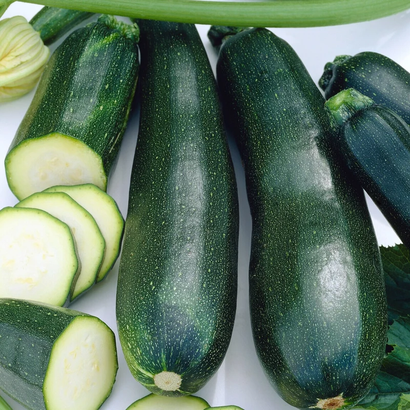 Zucchini Black Beauty