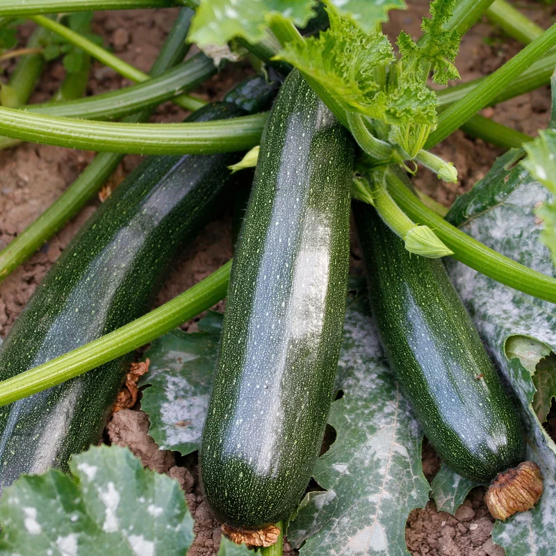 Zucchini Black Beauty