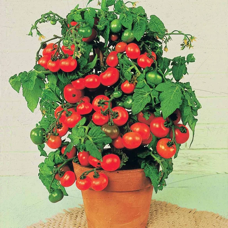 Kirschtomate ‘Tiny Tim’