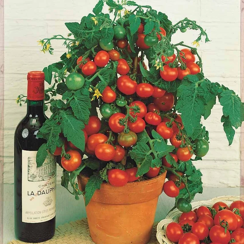 Kirschtomate ‘Tiny Tim’
