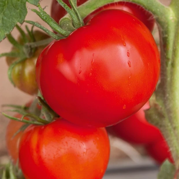 Tomate 'Saint Pierre'