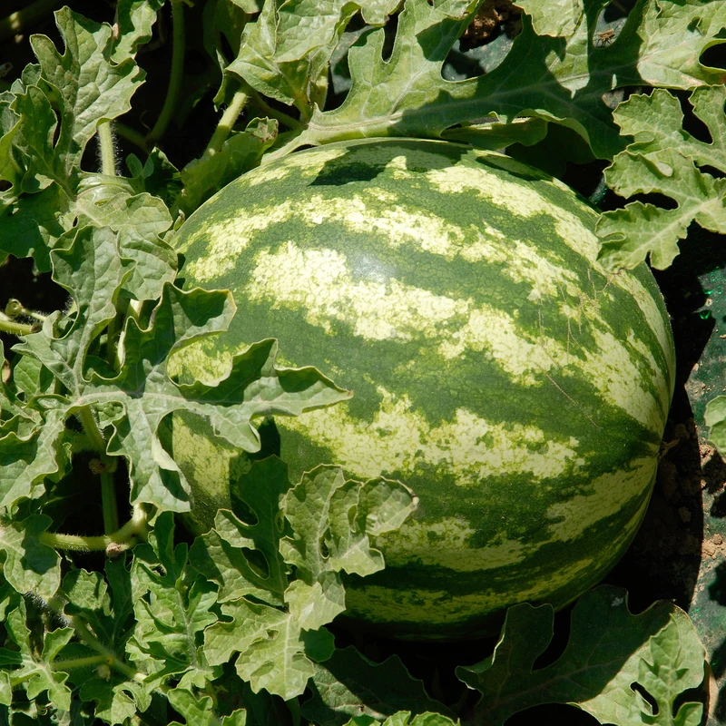 Wassermelone Citrullus 'Crimson Sweet'