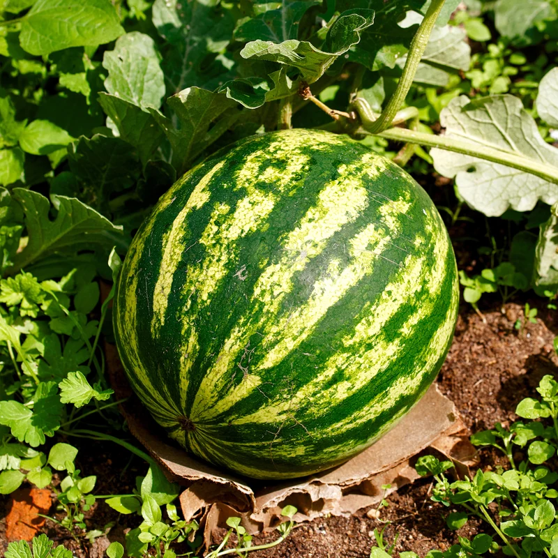 Wassermelone Citrullus 'Crimson Sweet'