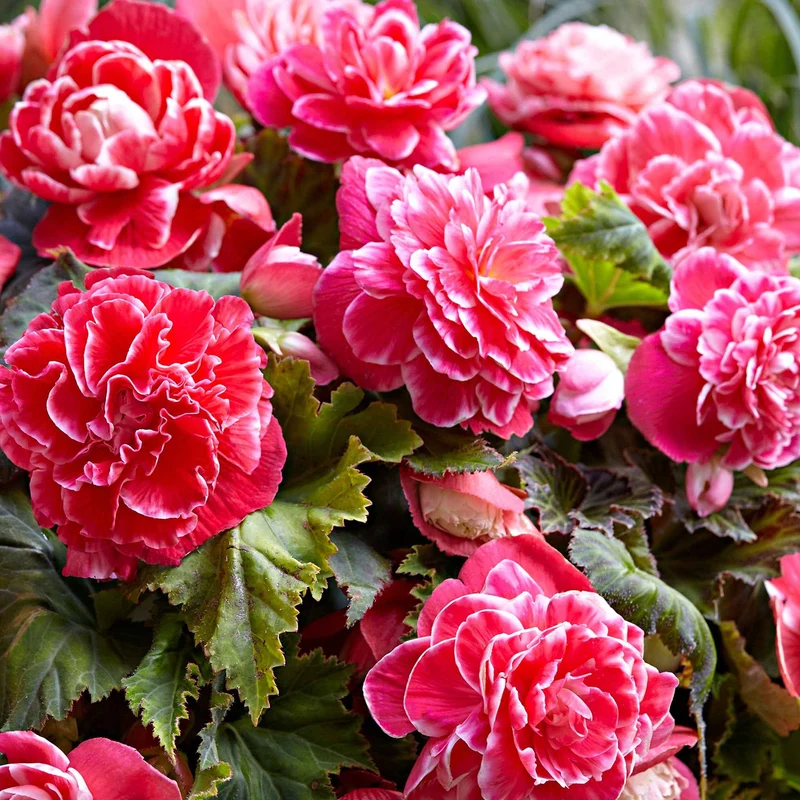 Begonie 'Camelia' (x5)