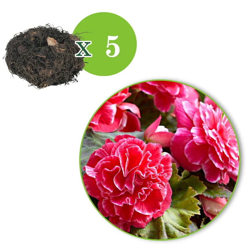 Begonie 'Camelia' (x5)