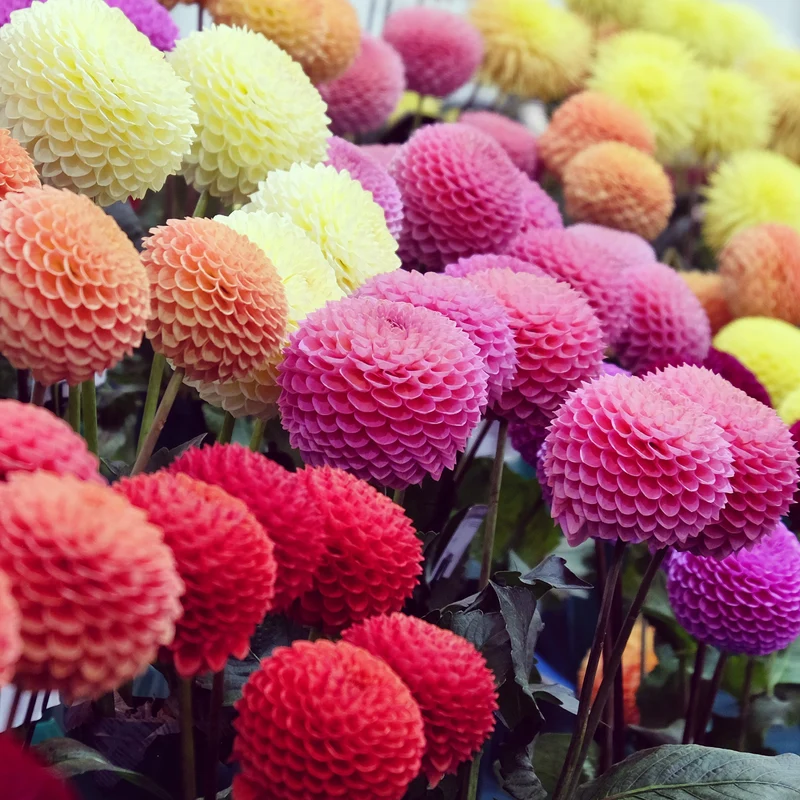 Pompon-Dahlien Mischung (x5)