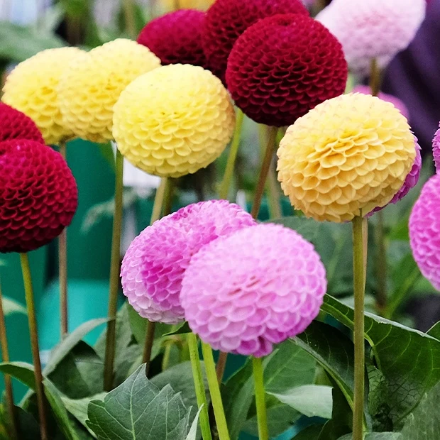 Pompon-Dahlien Mischung (x5)
