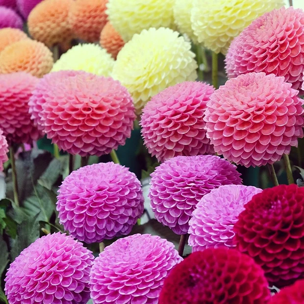 Pompon-Dahlien Mischung (x5)