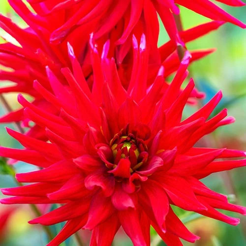 Dahlie Red Pigmy (x3)