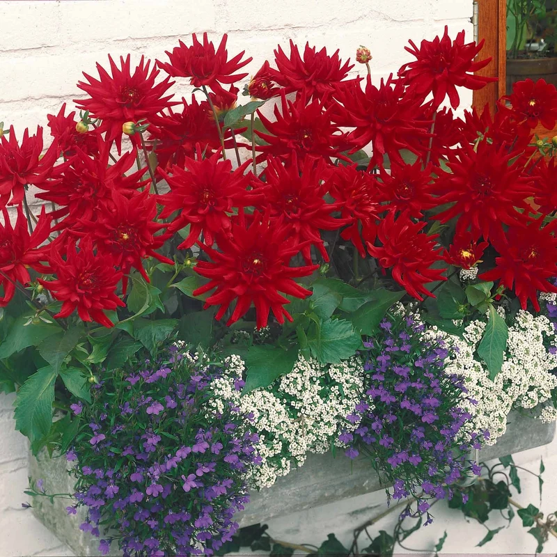Dahlie Red Pigmy (x3)