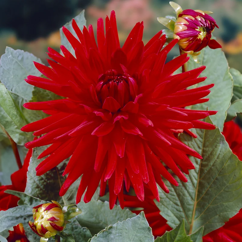 Dahlie Red Pigmy (x3)