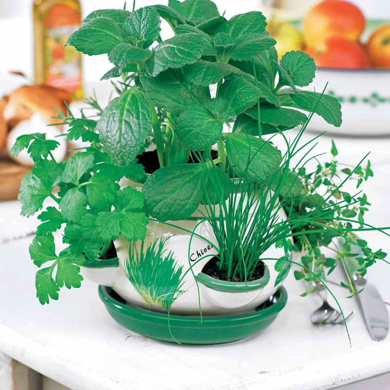 Topf mit aromatischen Pflanzen