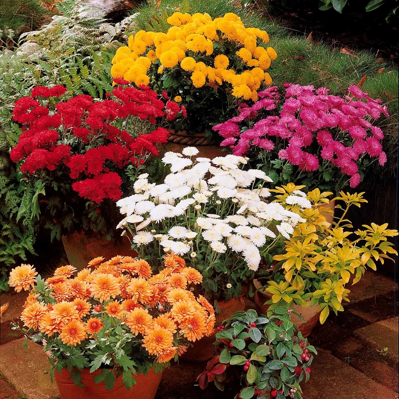 Herbst-Chrysanthemen Mischung (x3)