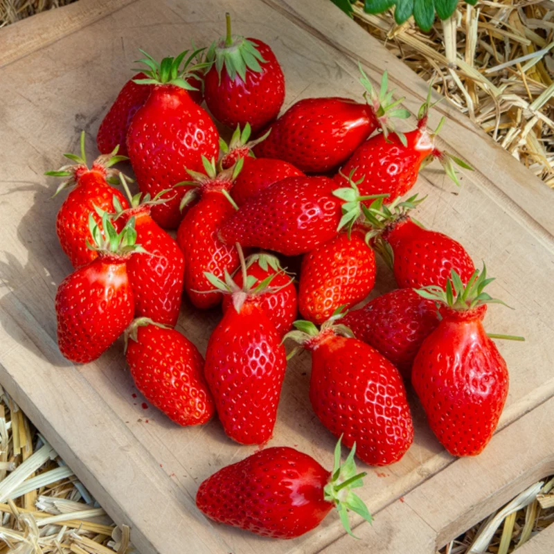 Erdbeere ‘Gariguette’