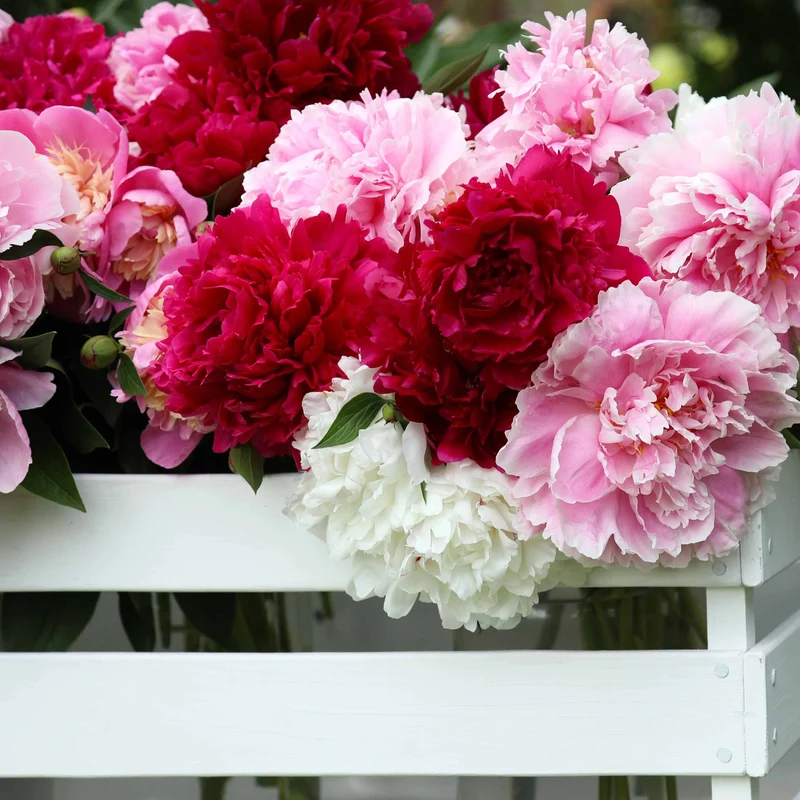 Duftende Pfingstrosen (1 rot + 1 rosa + 1 weiß) (x3)