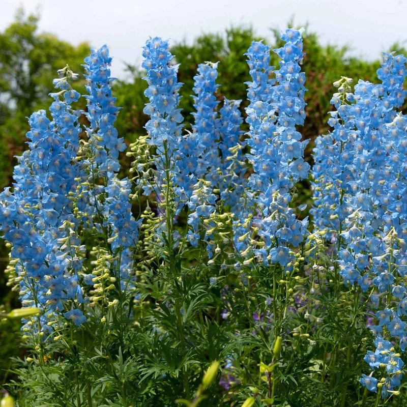 Rittersporn ‘Ciel Bleu’ (x5)