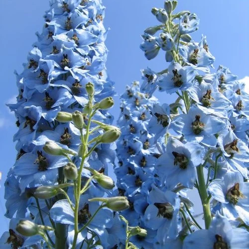 Rittersporn ‘Ciel Bleu’ (x5)