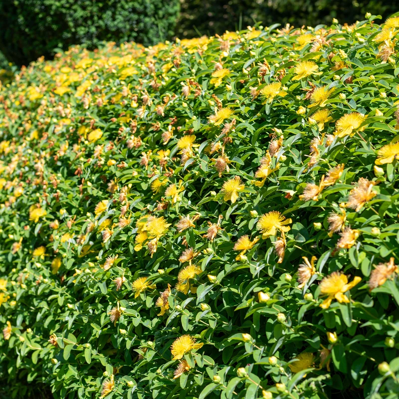 Johanniskraut (x5)
