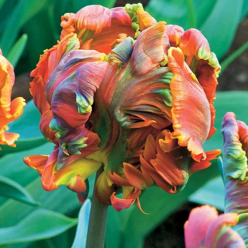 Papagei-Tulpen ‘Blumex’ (x6)