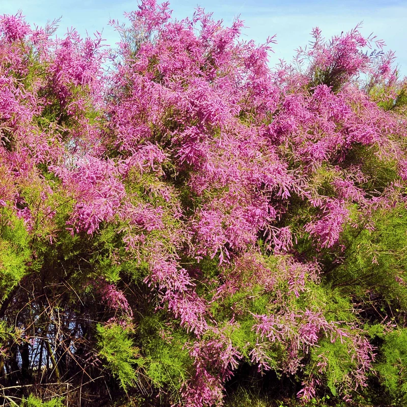 Tamariske