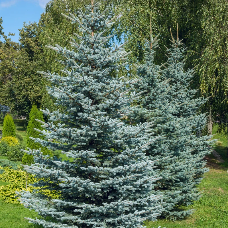 Blaufichte