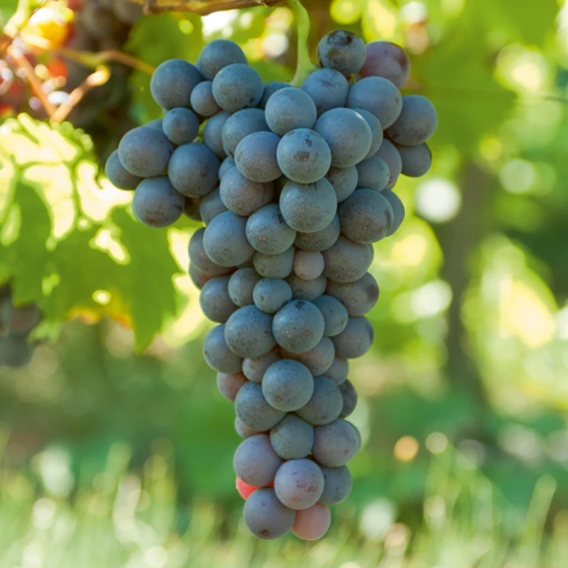 Weinrebe ‘Muscat de Hambourg’