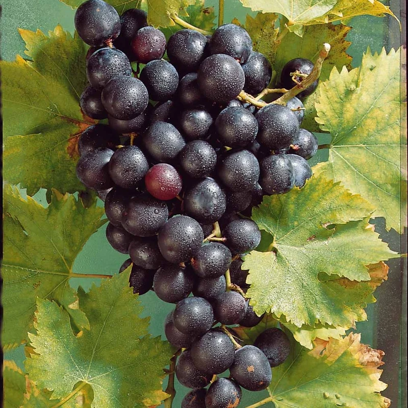 Weinrebe ‘Muscat de Hambourg’