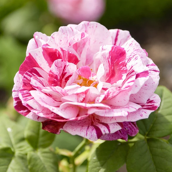 Historische Rose Ferdinand Pichard (Bourbon)