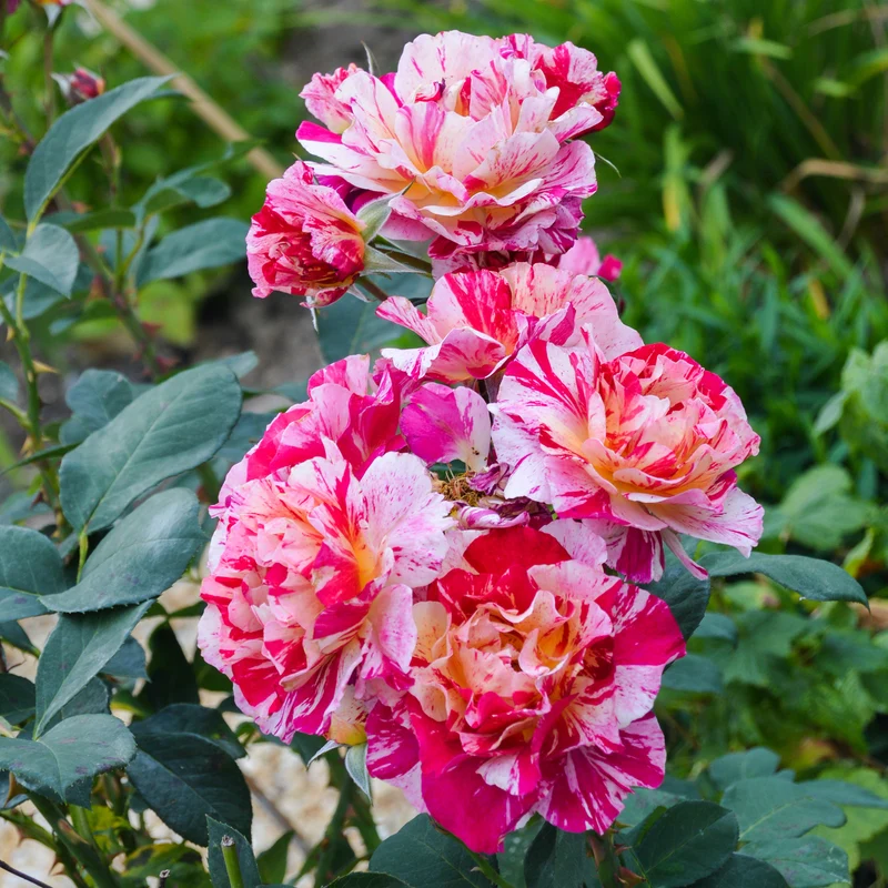 Historische Rose Ferdinand Pichard (Bourbon)