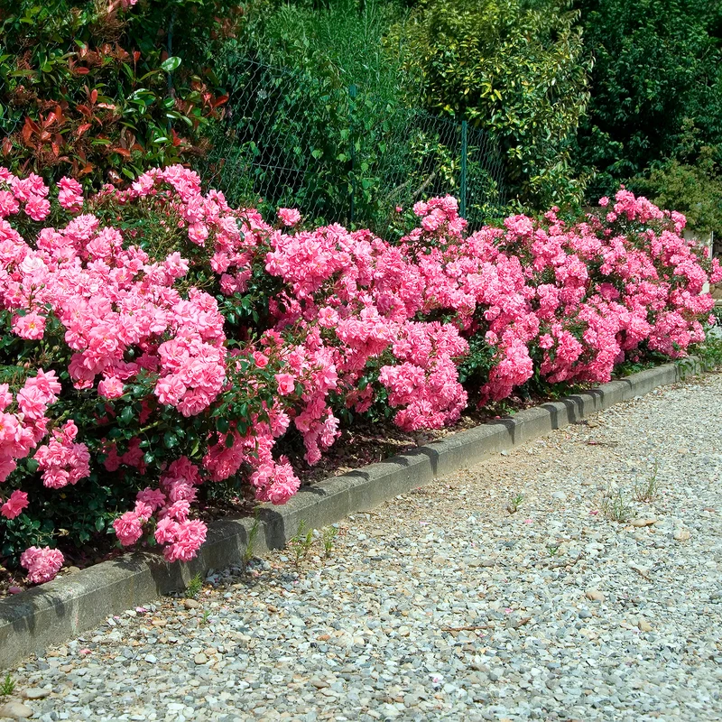 Bodendeckerrosen Mirato ®