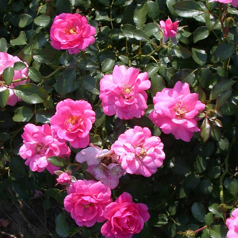 Bodendeckerrosen Mirato ®