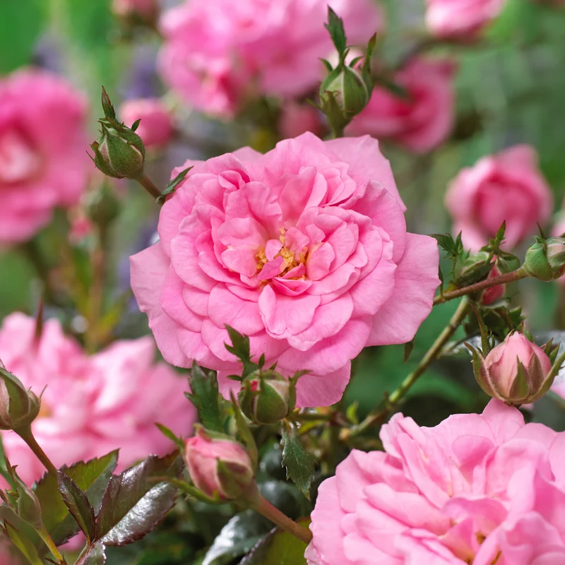 Bodendeckerrosen Mirato ®