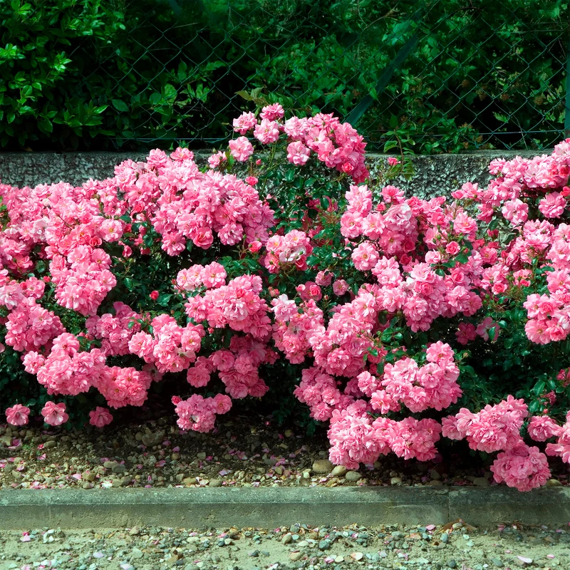 Bodendeckerrosen Mirato ®