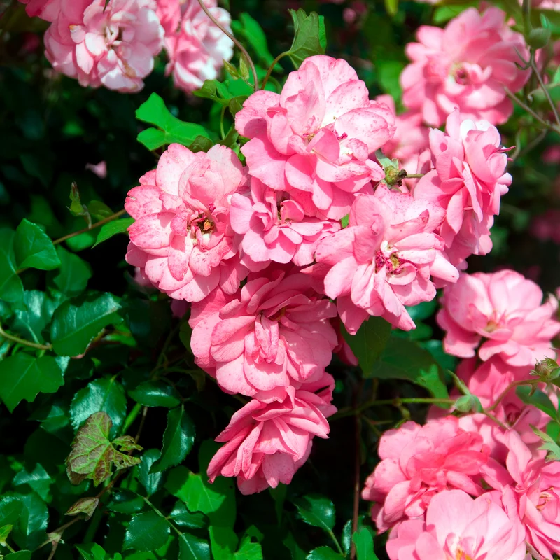 Bodendeckerrosen Mirato ®