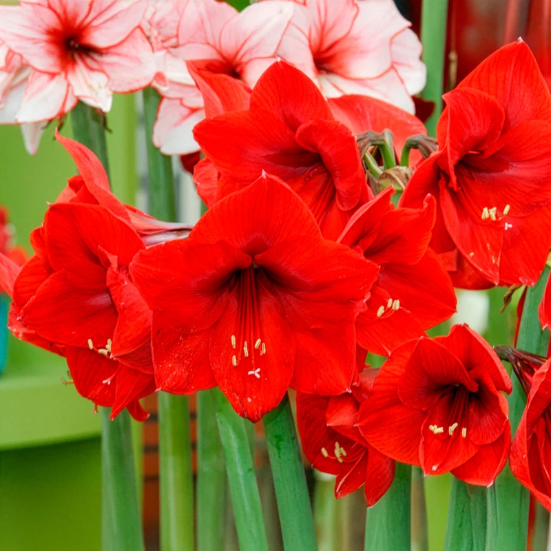 Ritterstern ‘Red Lion’