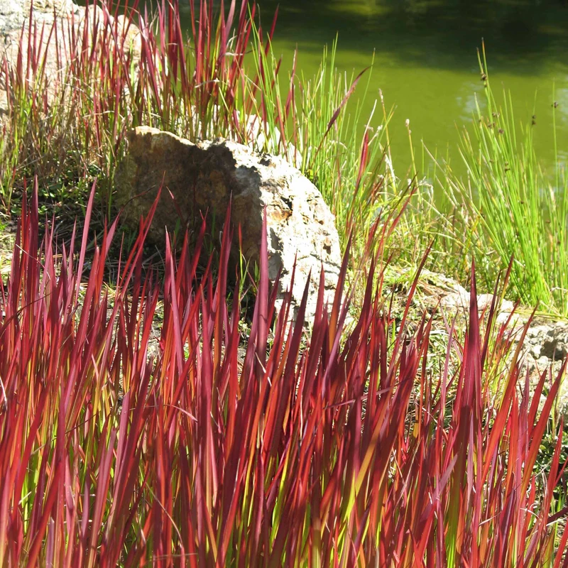 Japanisches Blutgras 'Red Baron'