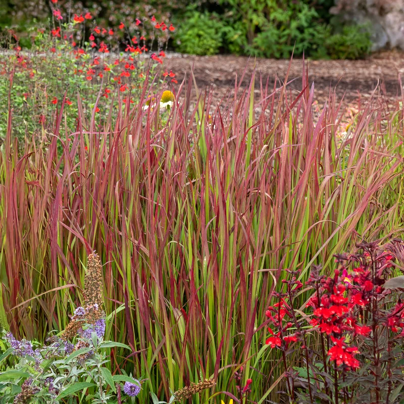 Japanisches Blutgras 'Red Baron'