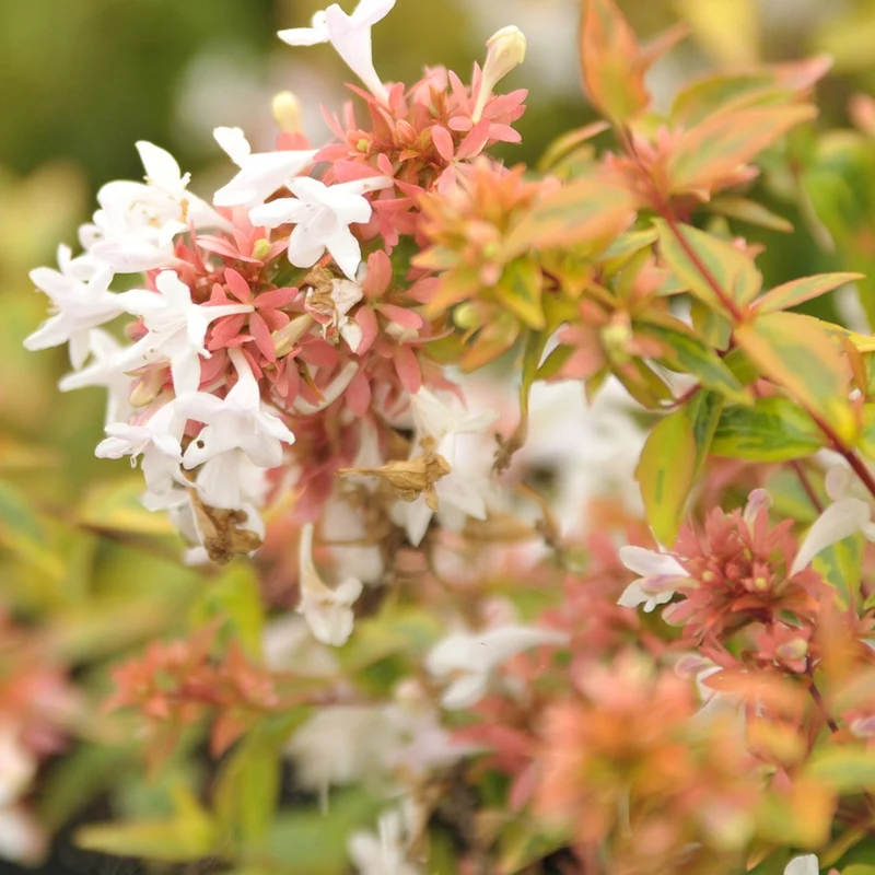 Abelie ‘Kaleidoscope’®