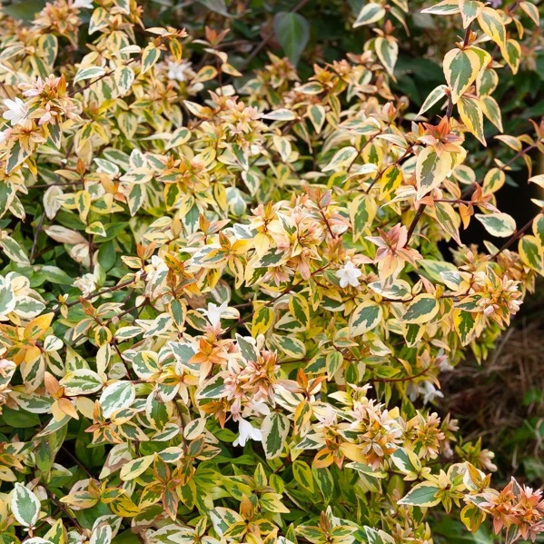 Abelie ‘Kaleidoscope’®
