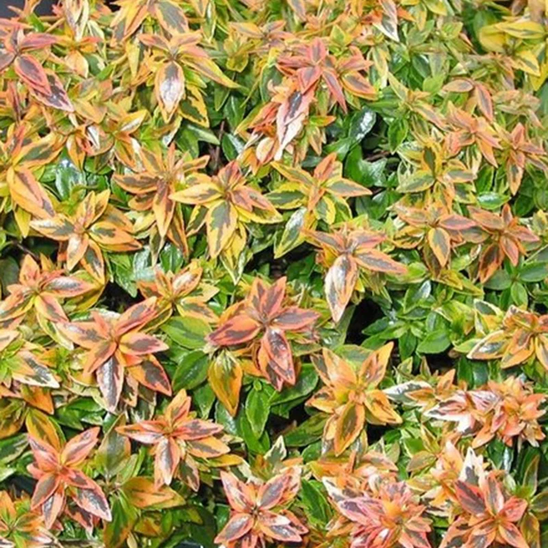 Abelie ‘Kaleidoscope’®