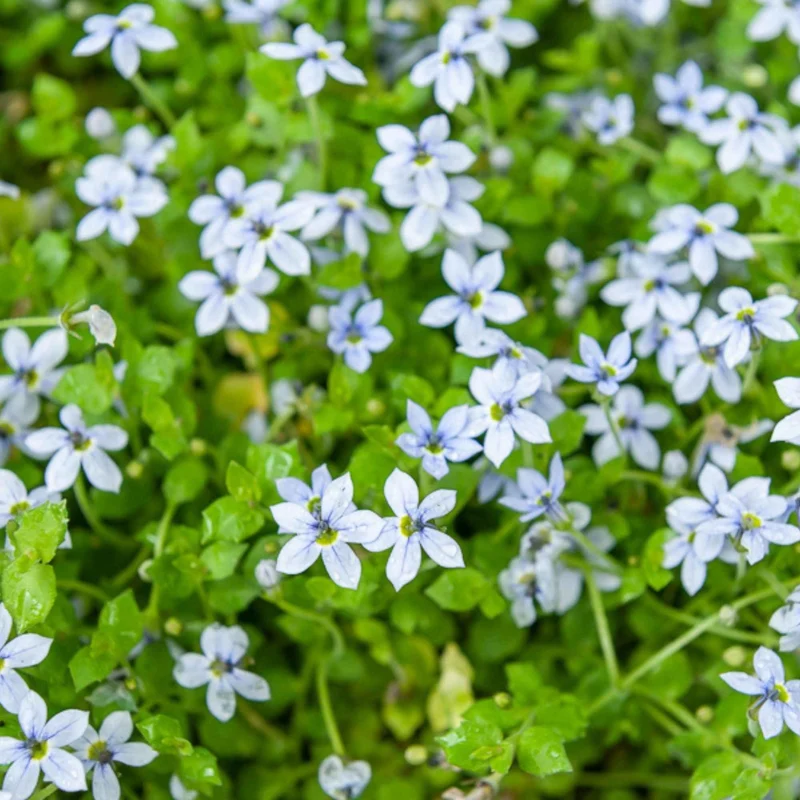Blauer Bubikopf (x3)