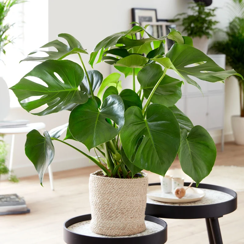 Monstera deliciosa
