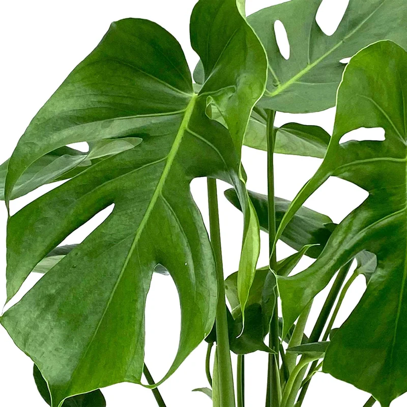 Monstera deliciosa