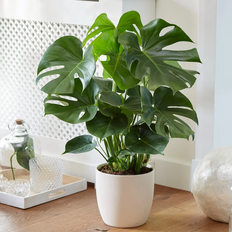 Monstera deliciosa
