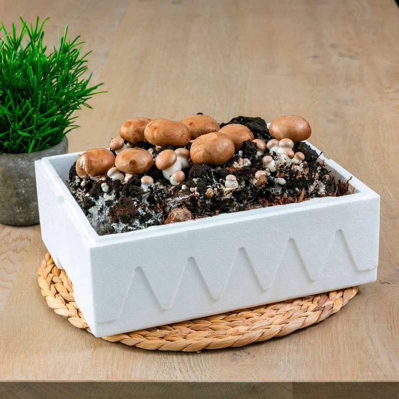 Champignon-Zuchtset Braune Champignons