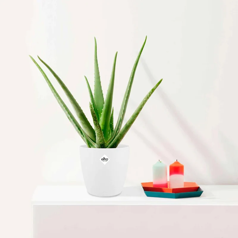 Aloe vera im weißen Übertopf ELHO