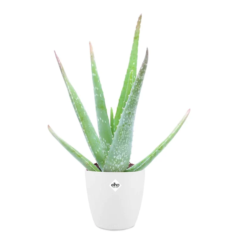 Aloe vera im weißen Übertopf ELHO