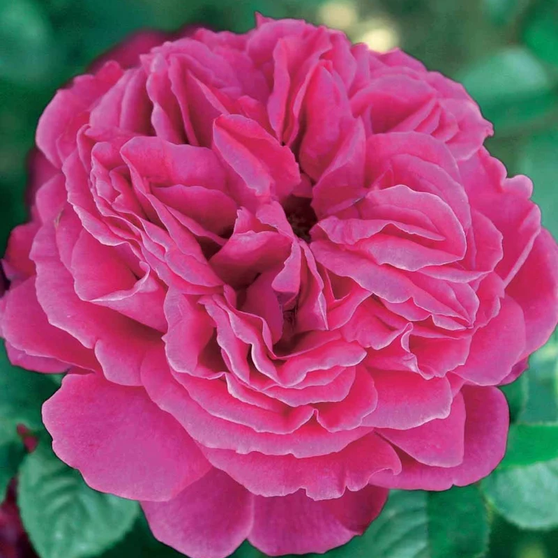 Englische Rose Fish Ausgreen ®.