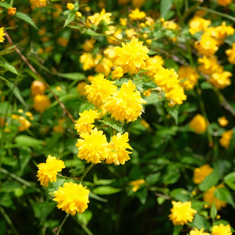 Gefüllter Ranunkelstrauch Pleniflora