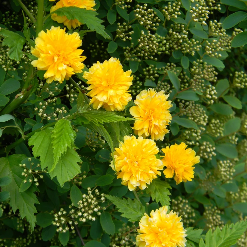 Gefüllter Ranunkelstrauch Pleniflora